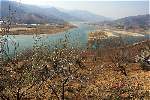 백운정 아래쪽 강변 산책로의 매화 뒤로 보이는 섬진강