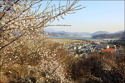 만개한 매화 뒤로 보이는 섬진강과 섬진철교