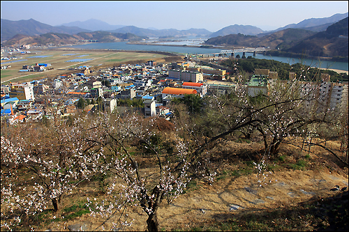 매화길의 매화 뒤로 보이는 섬진강과 하동 들판 전경