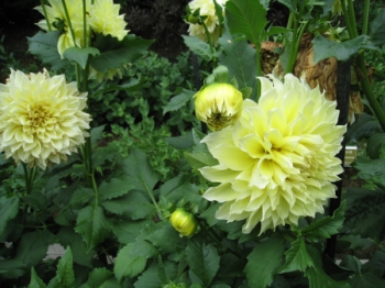 한택식물원 다알리아