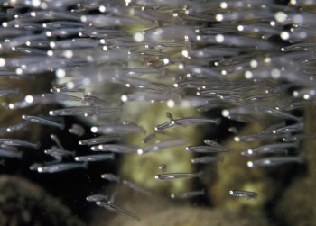 어린 황어는 투명한 색으로 인해 햇살에 따라 다양한 색으로 보여 신비감을 준다